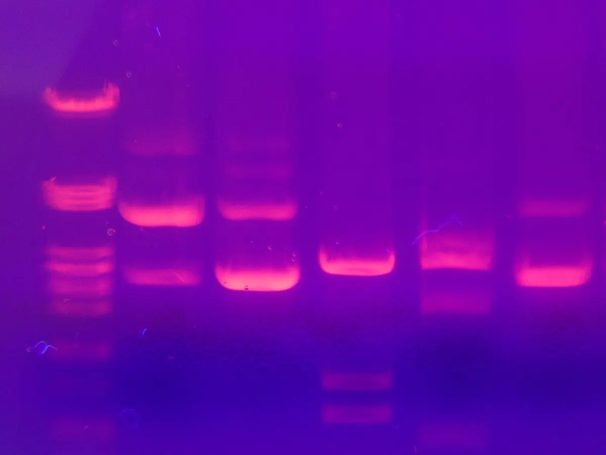 A gel glowing pink-orange under ultraviolet light on a purple background, with several vertical lanes of bright horizontal bands