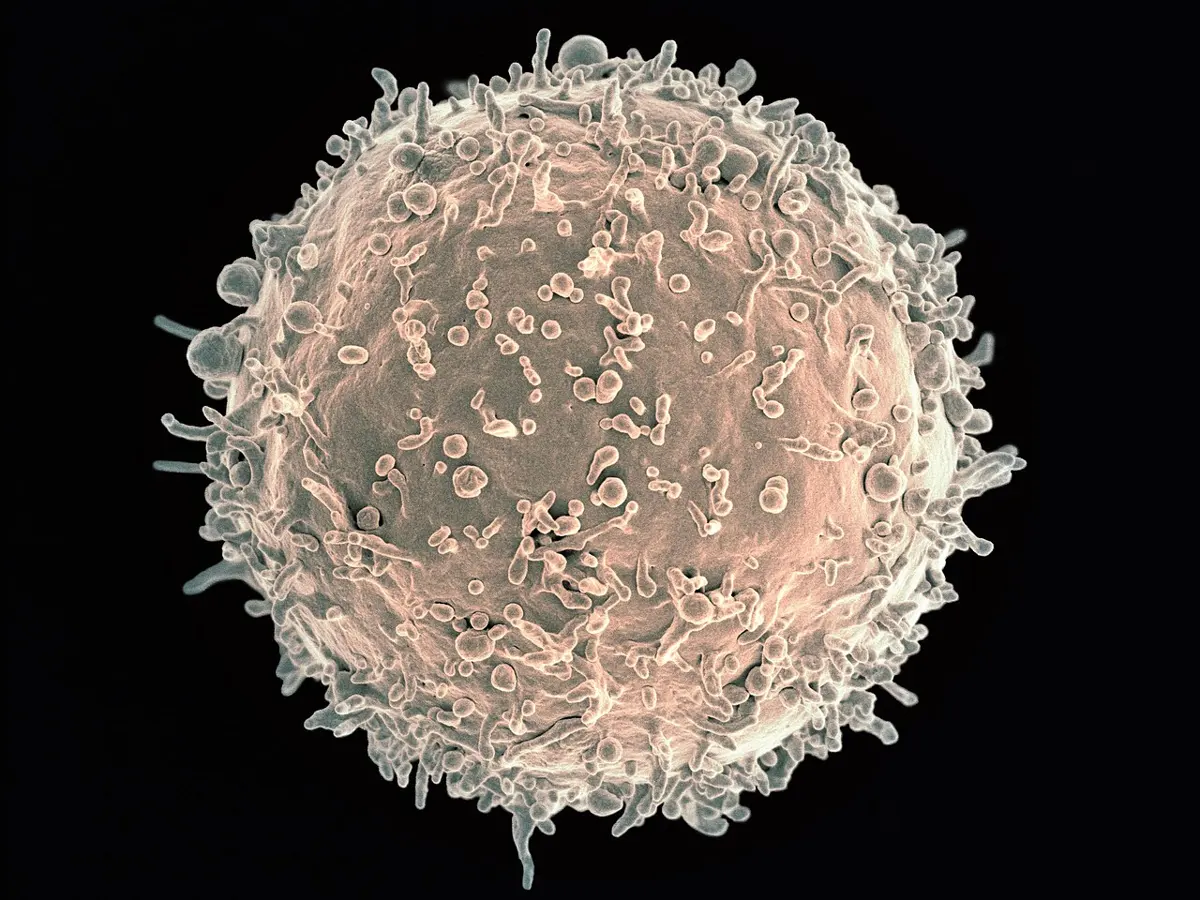 A round cell covered in short finger-like bumps, colored light brown on a black background
