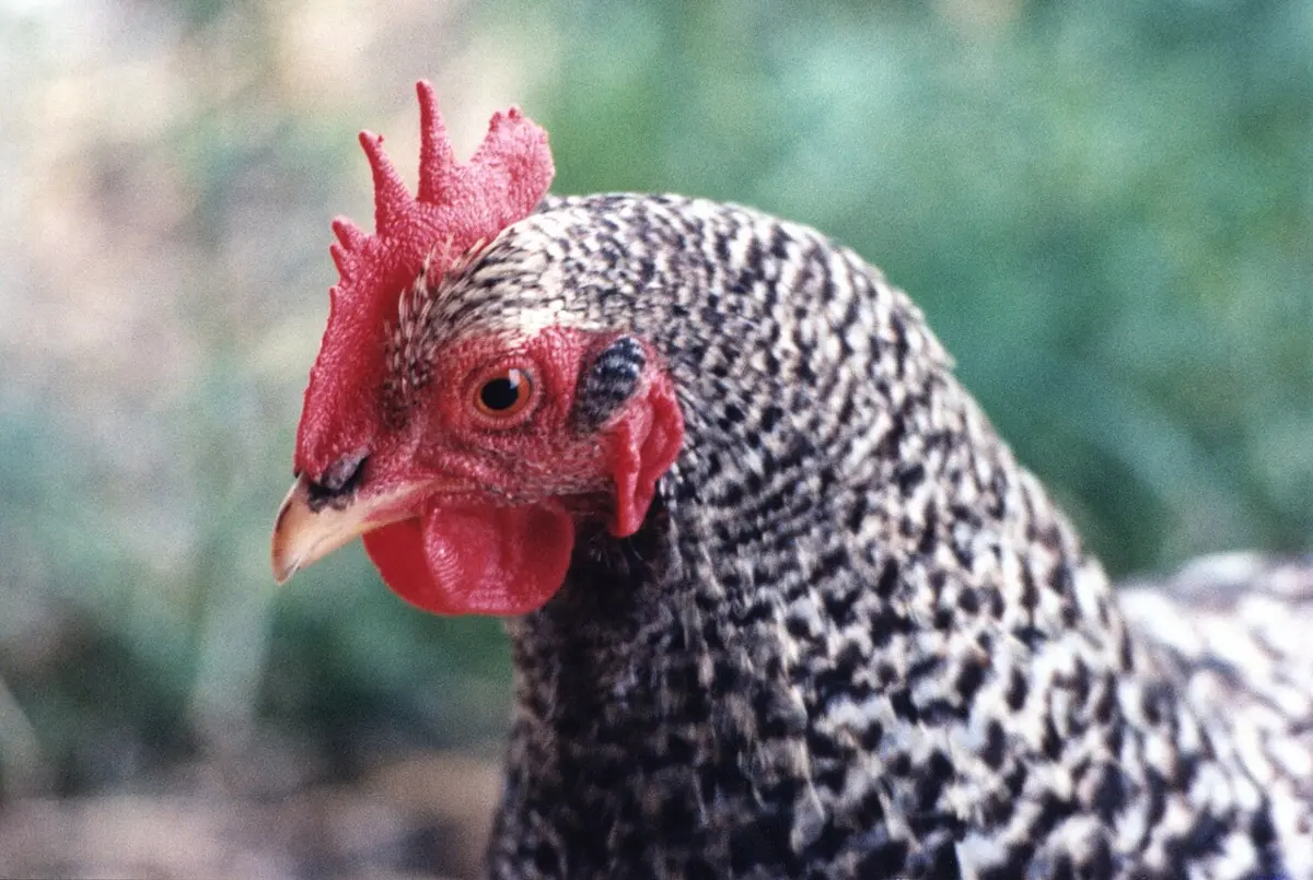 Close-up of the head of a hen with a red comb and wattles and black-and-white striped feathers