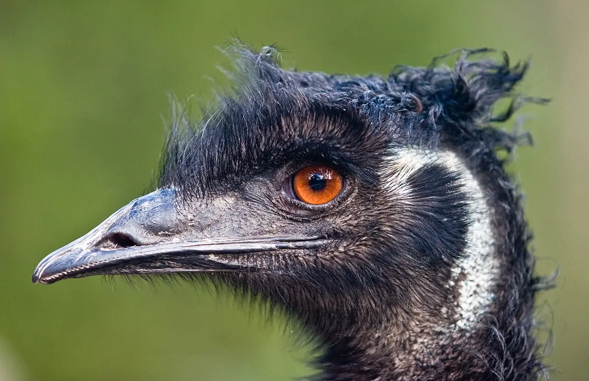 Close-up of the head of an emu, a large bird with shaggy dark gray-brown feathers, a long gray beak and a bright orange eye
