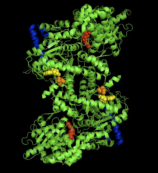 A computer model of a large protein on a black background, drawn as many green ribbons and spirals. A few small parts are picked out in blue, red, orange and yellow, matching on the top and bottom halves.