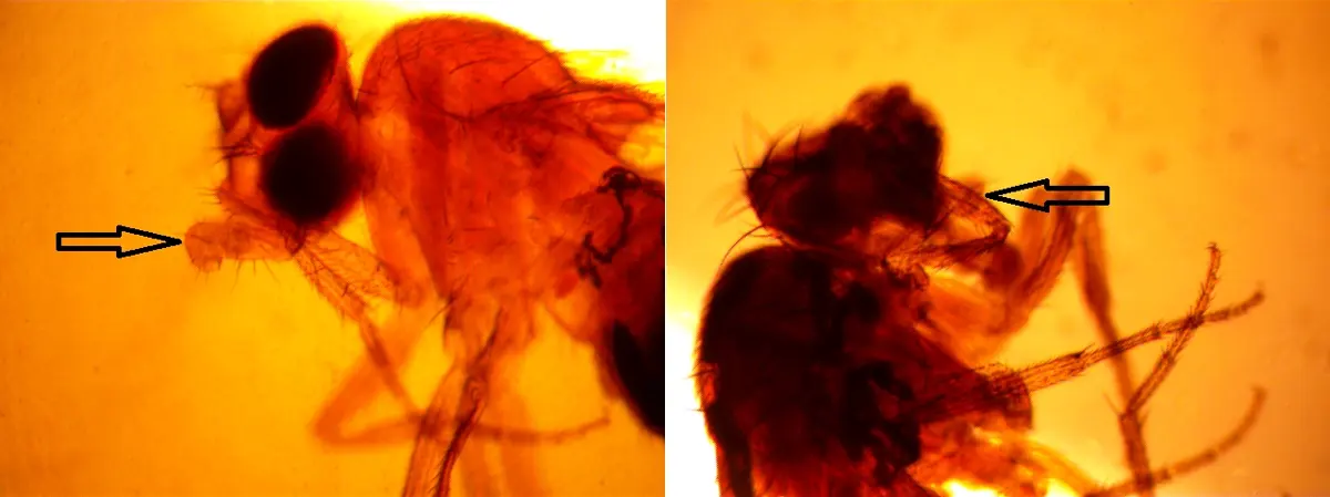 Two close-up microscope photographs of fruit fly heads with red-brown coloring, each with an arrow: on the left, the arrow points to a short feathery antenna; on the right, to a thin jointed leg growing from the head