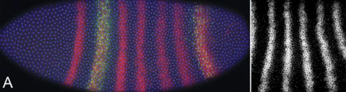 A glowing oval embryo on a black background, covered in tiny blue dots, with seven bright red stripes across it; on the right, a close-up of white stripes on black
