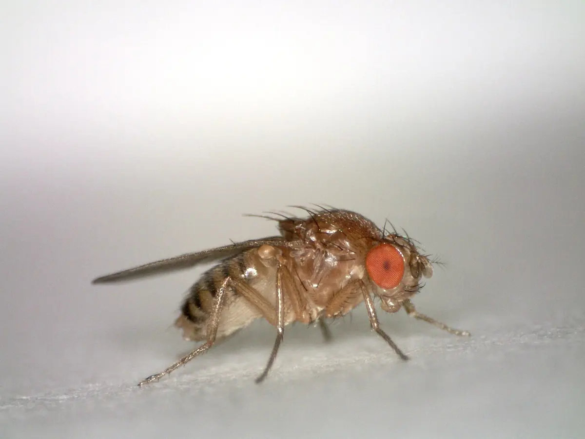 A close-up of a small brown fruit fly with a large red eye, standing on white paper, its wings folded flat over a striped abdomen