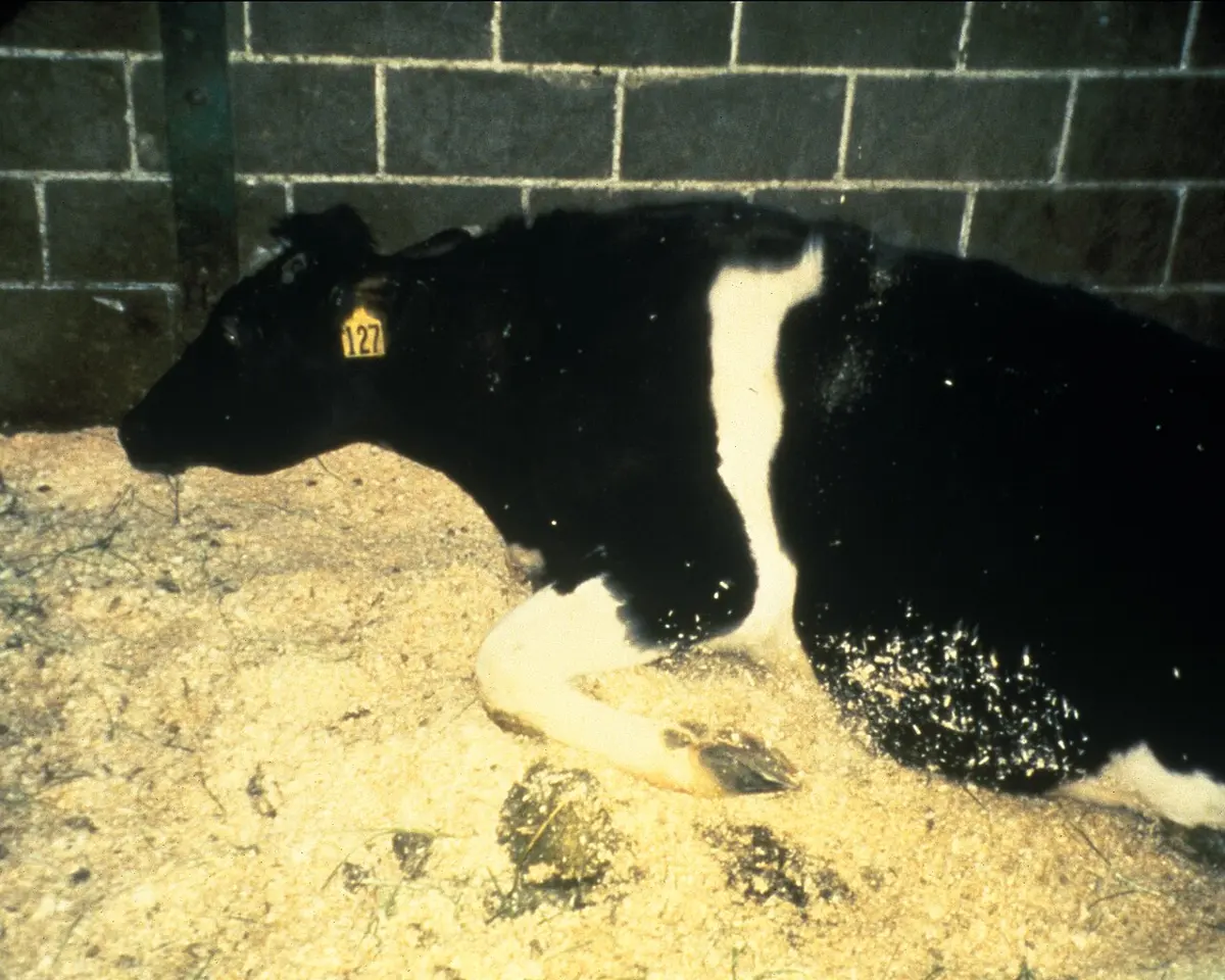 A black-and-white cow lying awkwardly in a straw-covered pen against a concrete-block wall, its front legs folded and head low, unable to stand