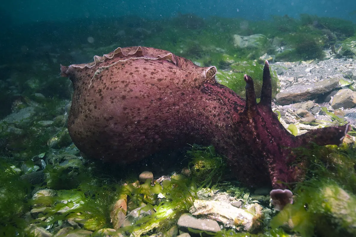 A large, soft, reddish-brown sea slug with dark speckles, crawling over stones and green seaweed on the sea floor, with two pairs of ear-like feelers on its head at the right