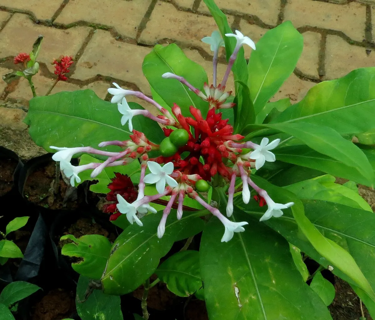 A low plant with large glossy green leaves and a cluster of small white flowers on pink stalks, with red buds and round green fruits in the middle