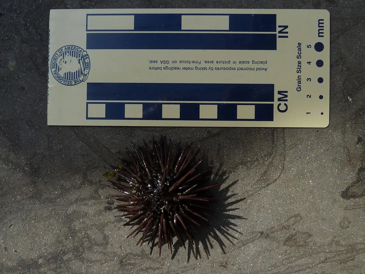 A small, round, dark purple sea urchin covered in spines, lying on wet sand beside a measuring card marked in centimeters