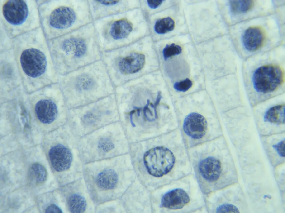 Rows of box-shaped plant cells stained blue, most with a round dark nucleus. In one cell the chromosomes show as dark threads; in another, two dark groups of chromosomes are moving apart to opposite ends of the cell