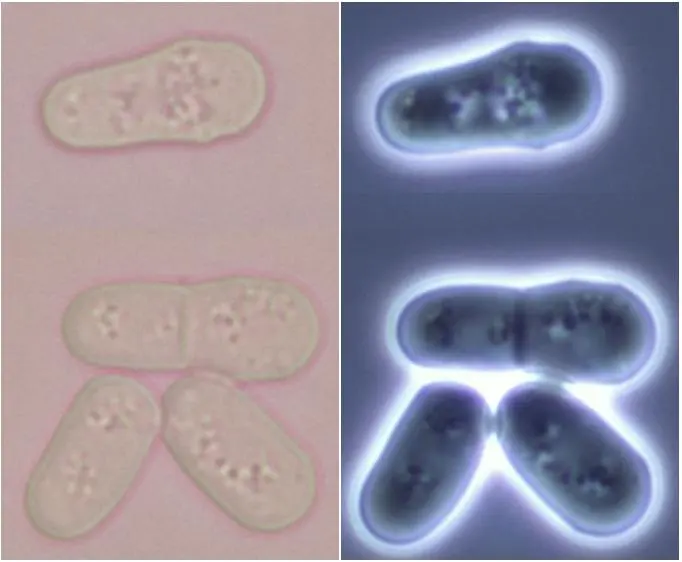 Fission yeast under a microscope, shown twice side by side: one sausage-shaped cell, one cell with a dividing wall across its middle, and two shorter cells that have just separated