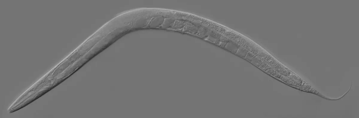 A long, thin, see-through worm curving across a gray background, seen under a microscope, with its gut and a row of oval eggs visible inside its body