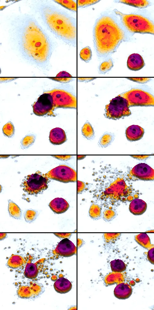 A grid of eight small microscope pictures in false colors, taken one after another: orange and purple cells round up, then break apart into many tiny bubbles