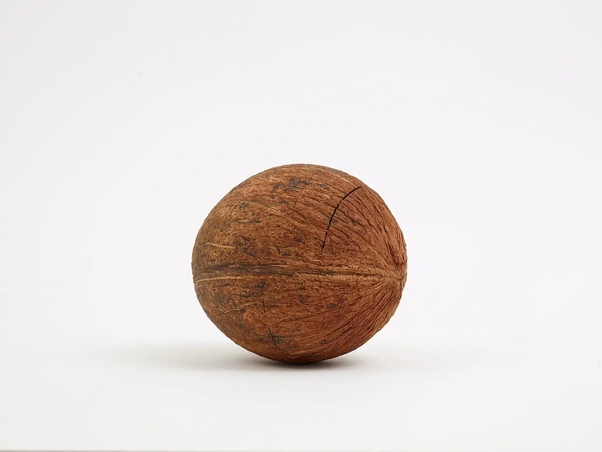 A brown, hairy, hard-shelled coconut with a deep cut on one side, on a white background