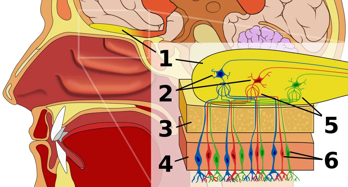 A colored drawing of the side of a person’s head cut in half, with a close-up of the roof of the nose: colored nerve cells in the lining send fibers up through a plate of bone to round knots in a yellow part of the brain above