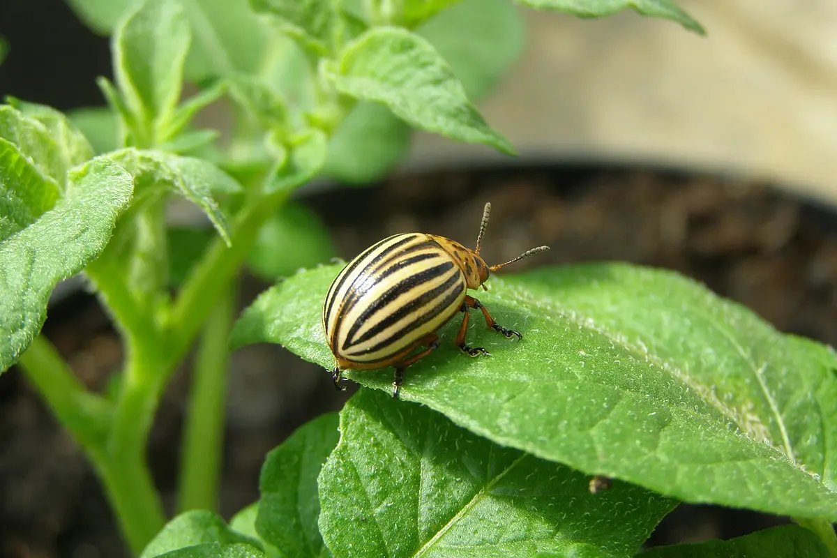 A round, yellowish beetle with black stripes along its back, on a green leaf