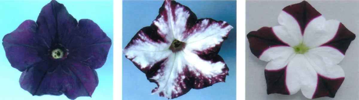 Three petunia flowers side by side: one completely deep purple, one purple with white streaks and patches, and one white with purple only at the tips of the petals