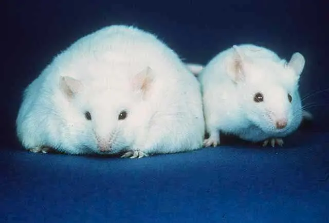Two white laboratory mice on a blue cloth; the one on the left is about twice as round and fat as the one on the right