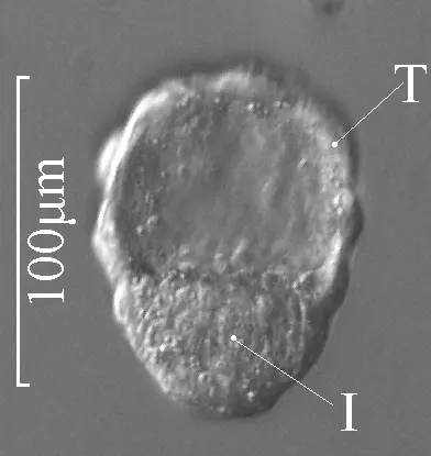 A microscope photo of a round, clear ball of cells with a darker, grainy clump at the bottom; a scale bar on the left is marked 100 micrometers, and two labels read T and I