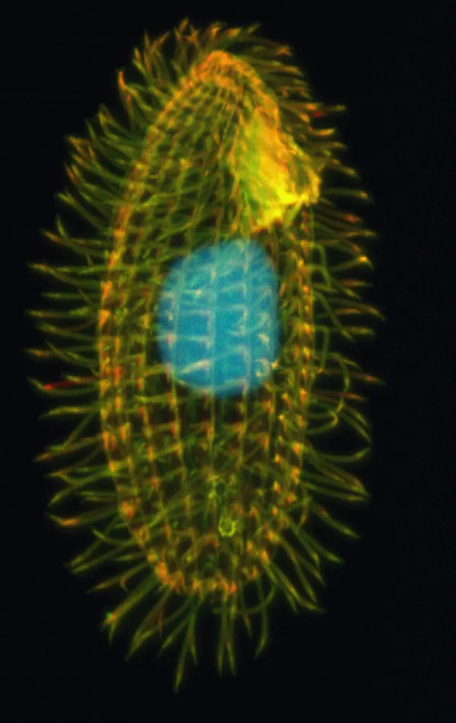 A microscope photo on black: an oval single cell covered with rows of fine orange-green hairs, with a round blue nucleus in the middle