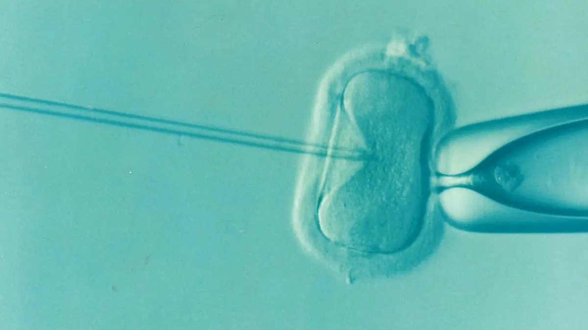 A microscope photo in blue-green: a round egg cell held still against the mouth of a wide glass tube on the right, while a very thin glass needle from the left pierces it