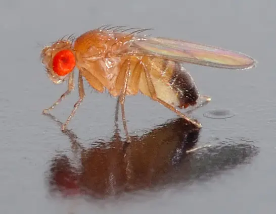 A small fruit fly with bright red eyes, a tan body and clear wings, standing on a shiny gray surface with its reflection below