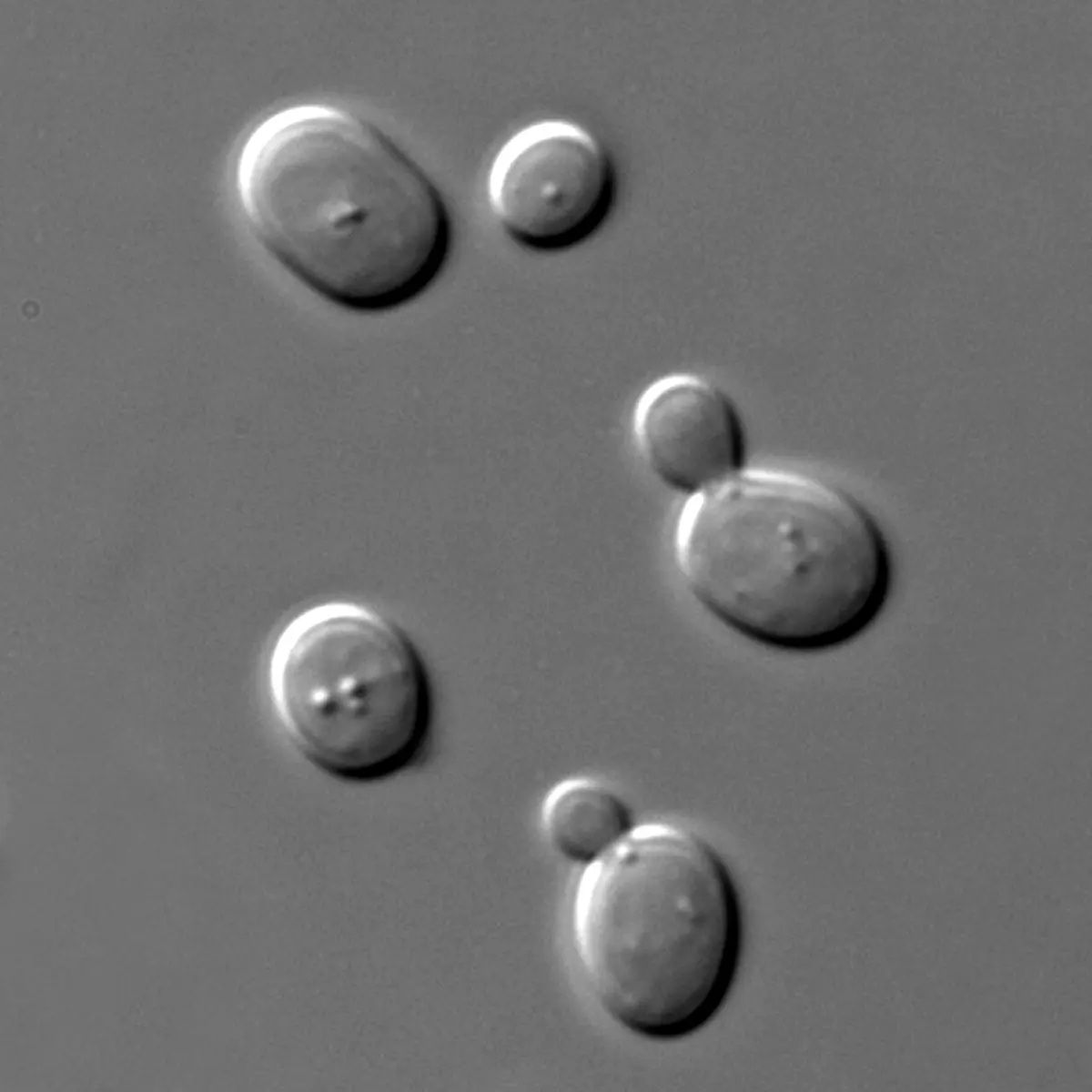 A few smooth, oval gray cells on a gray background, some with a smaller round bud growing out of one end