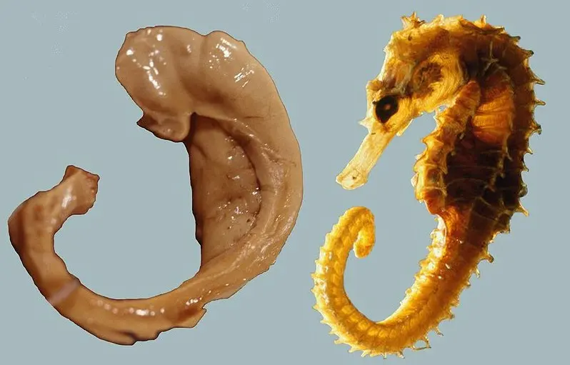 Two curved objects side by side on a gray background: on the left a pale, curled piece of brain taken out of a human brain, on the right a dried brown seahorse of about the same size and shape