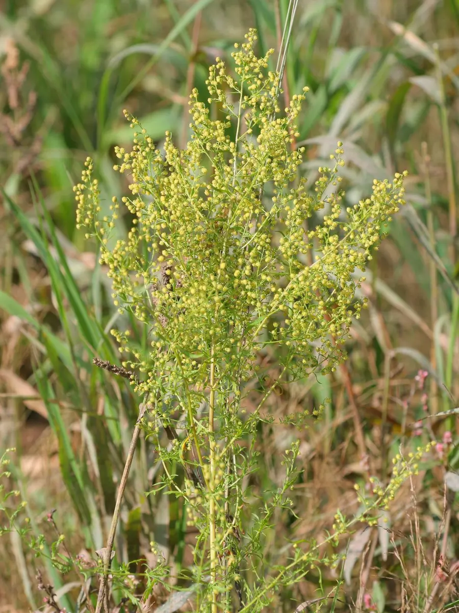 A bushy green plant growing among grass, its upper branches covered in many tiny yellow-green flower heads