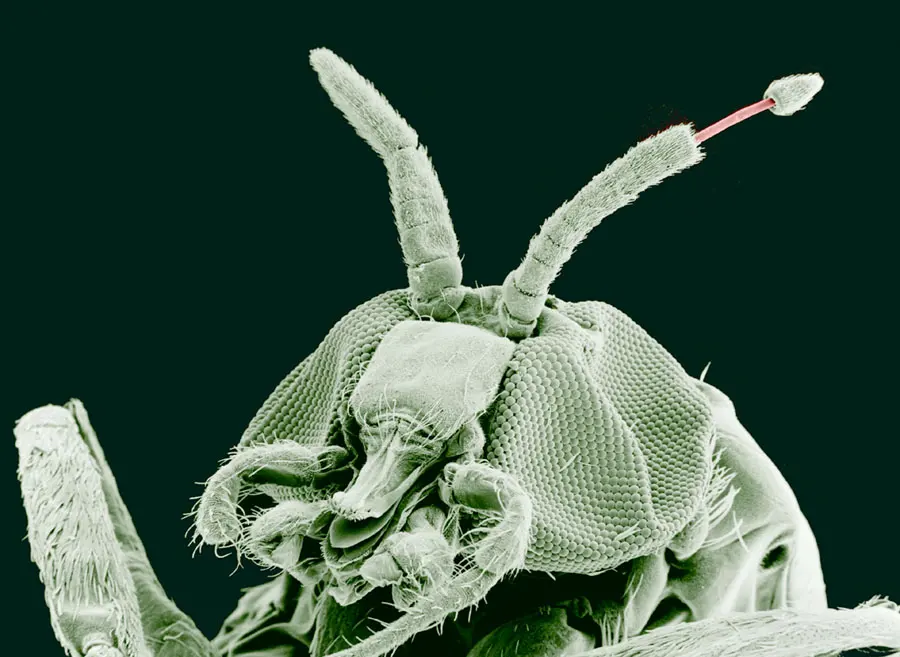 A greatly magnified, green-tinted picture of a fly’s head with two long antennae; a thin pink thread, the worm, comes out of the tip of one antenna