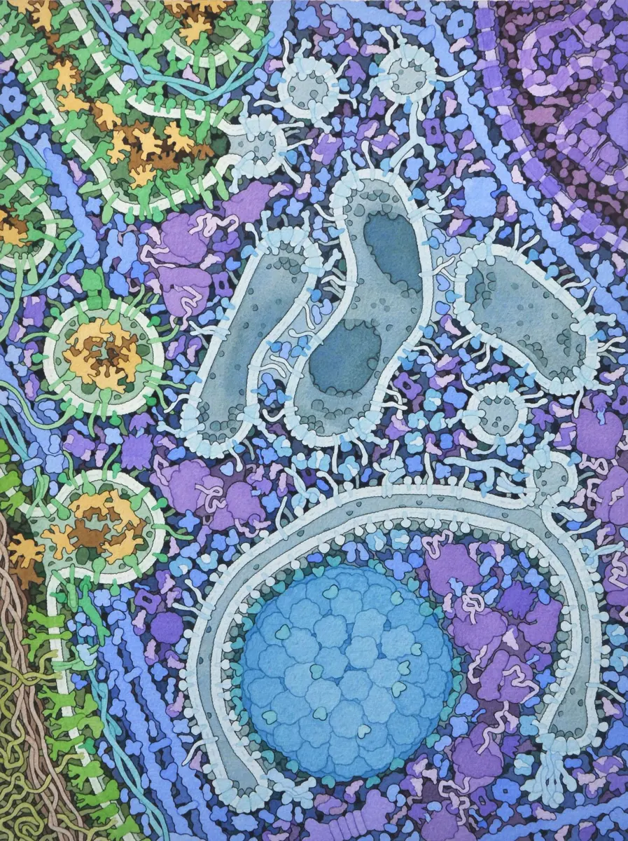 A colorful painting of the crowded inside of a cell: a curved double membrane wraps round a large round blue structure, with gray tube-shaped organelles and many small colored molecules around it