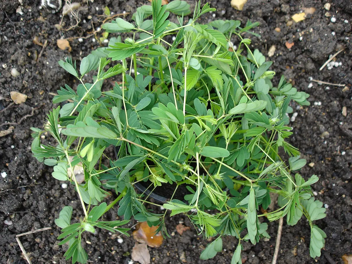 A young plant of the same kind in dark soil with its leaflets folded shut, so that each leaf looks like a thin green spike