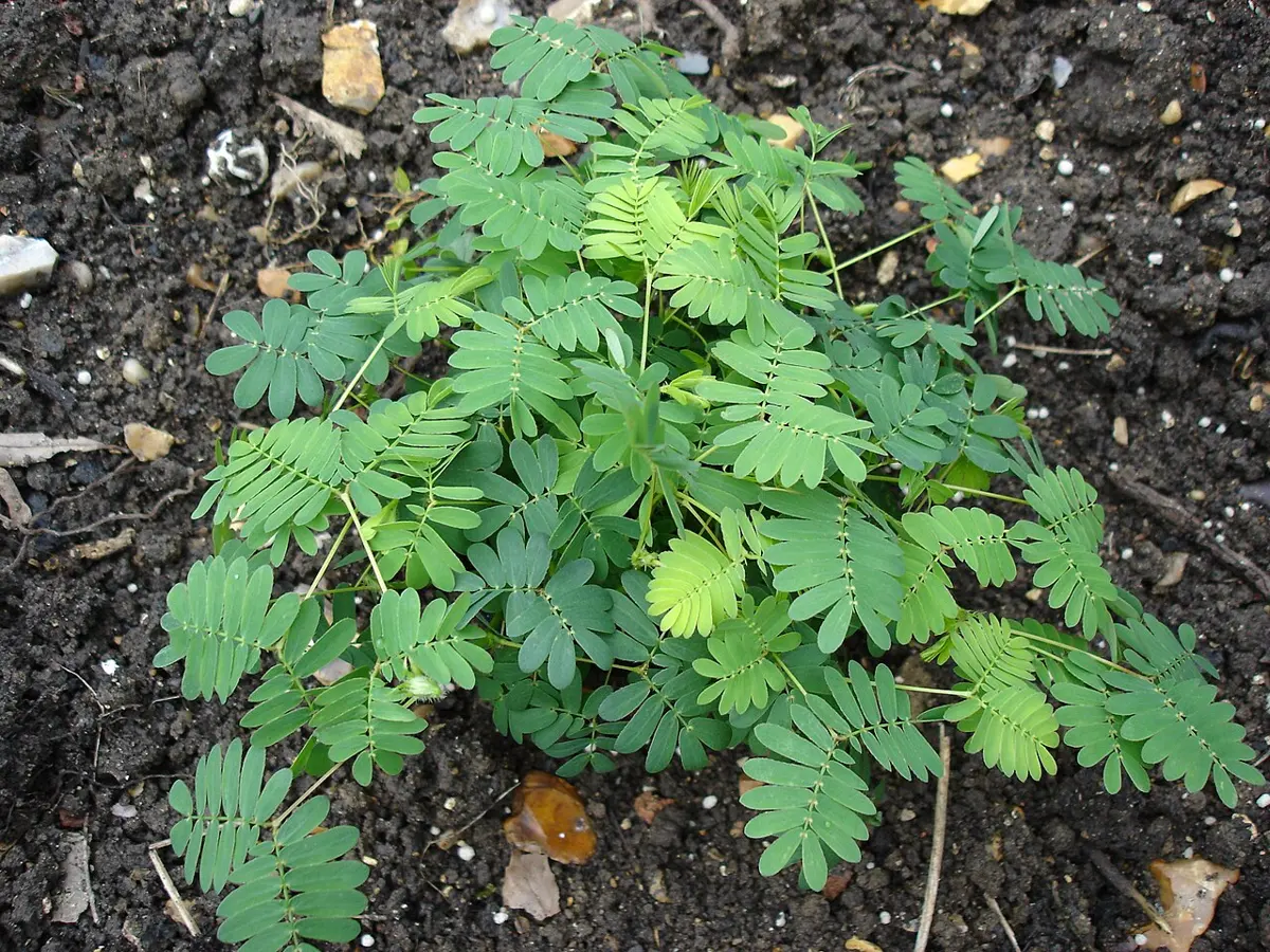 A young plant growing in dark soil, its feathery green leaves made of many tiny paired leaflets, all spread wide open