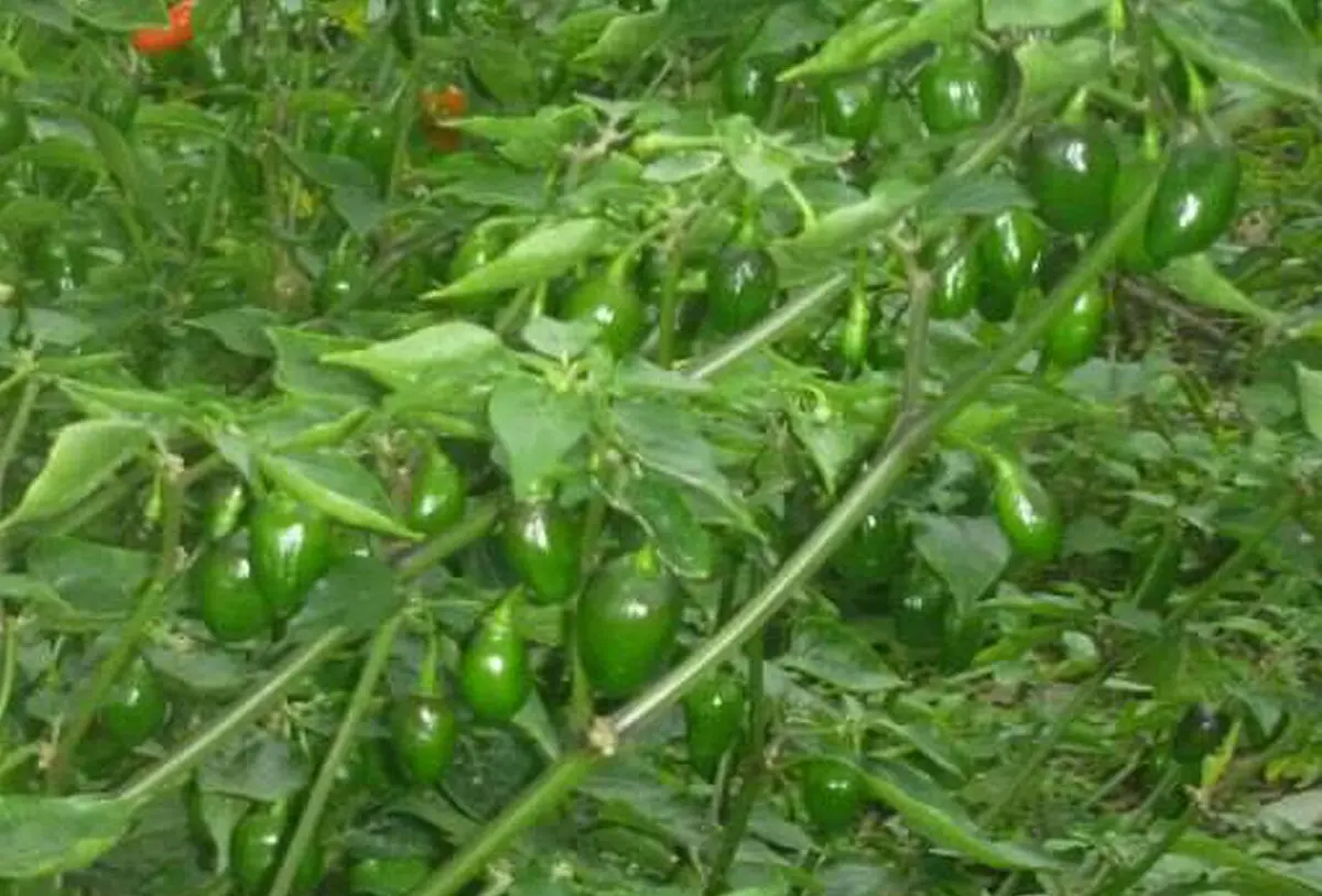 Bushy chilli plants with many small, round, shiny green chillies hanging among the leaves, and a few red ones