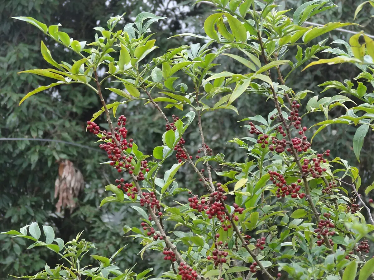 A leafy shrub with thin branches carrying clusters of small round red berries