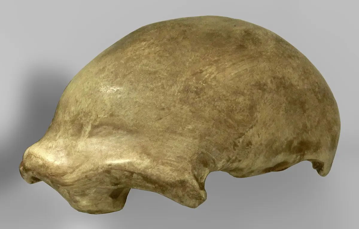 A yellowish-brown skullcap seen from the side: the top of a skull with a long, low dome and a heavy ridge of bone above the eye sockets