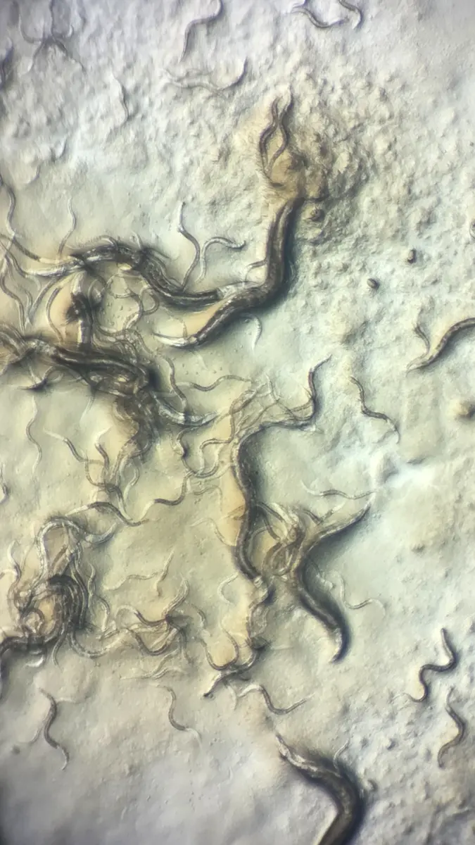 Dozens of thin, wriggling worms, some large and some small, crawling over a pale, bumpy surface, seen through a microscope