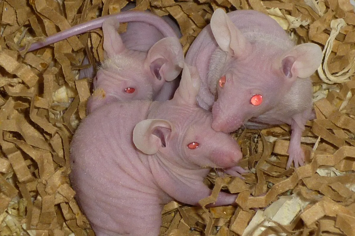 Three young hairless pink mice with big ears and red eyes, curled together on a bed of brown paper strips