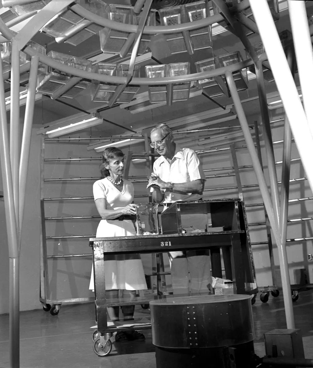 Black-and-white photo: a man and a woman in white standing at a numbered metal table with a small clear box on it, under a round metal frame holding rows of small cages