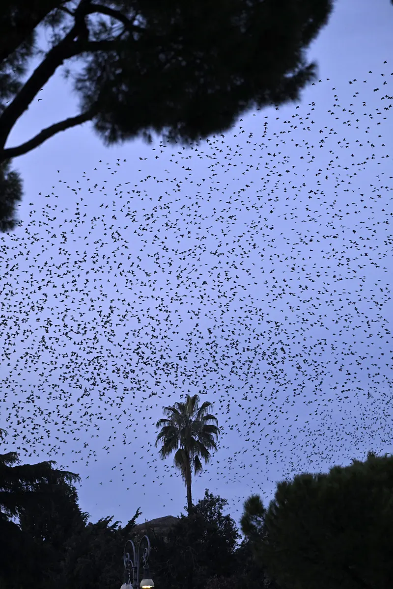 Thousands of small dark birds spread across a pale evening sky, above dark trees and a palm tree