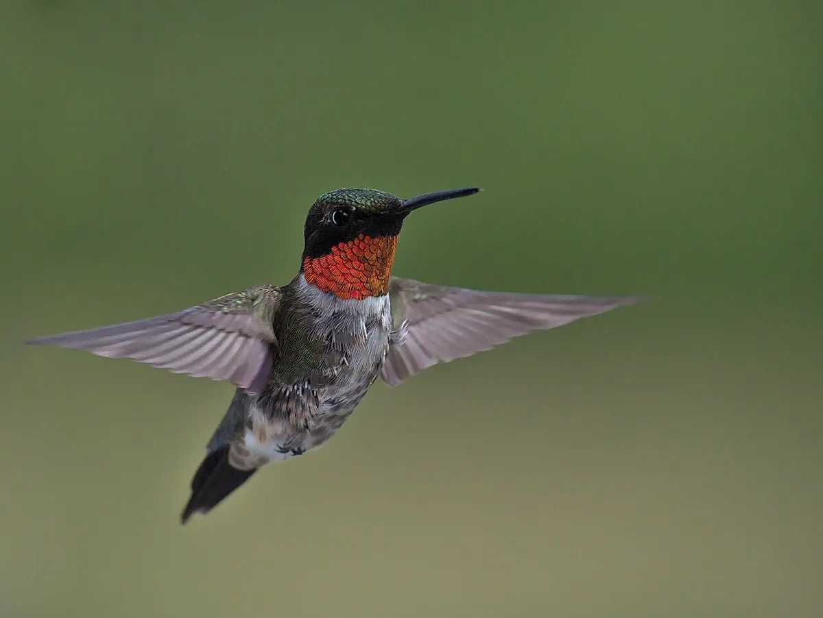 A small hummingbird with a red throat, hovering in mid-air against a green background, with its wings spread out sharp and clear