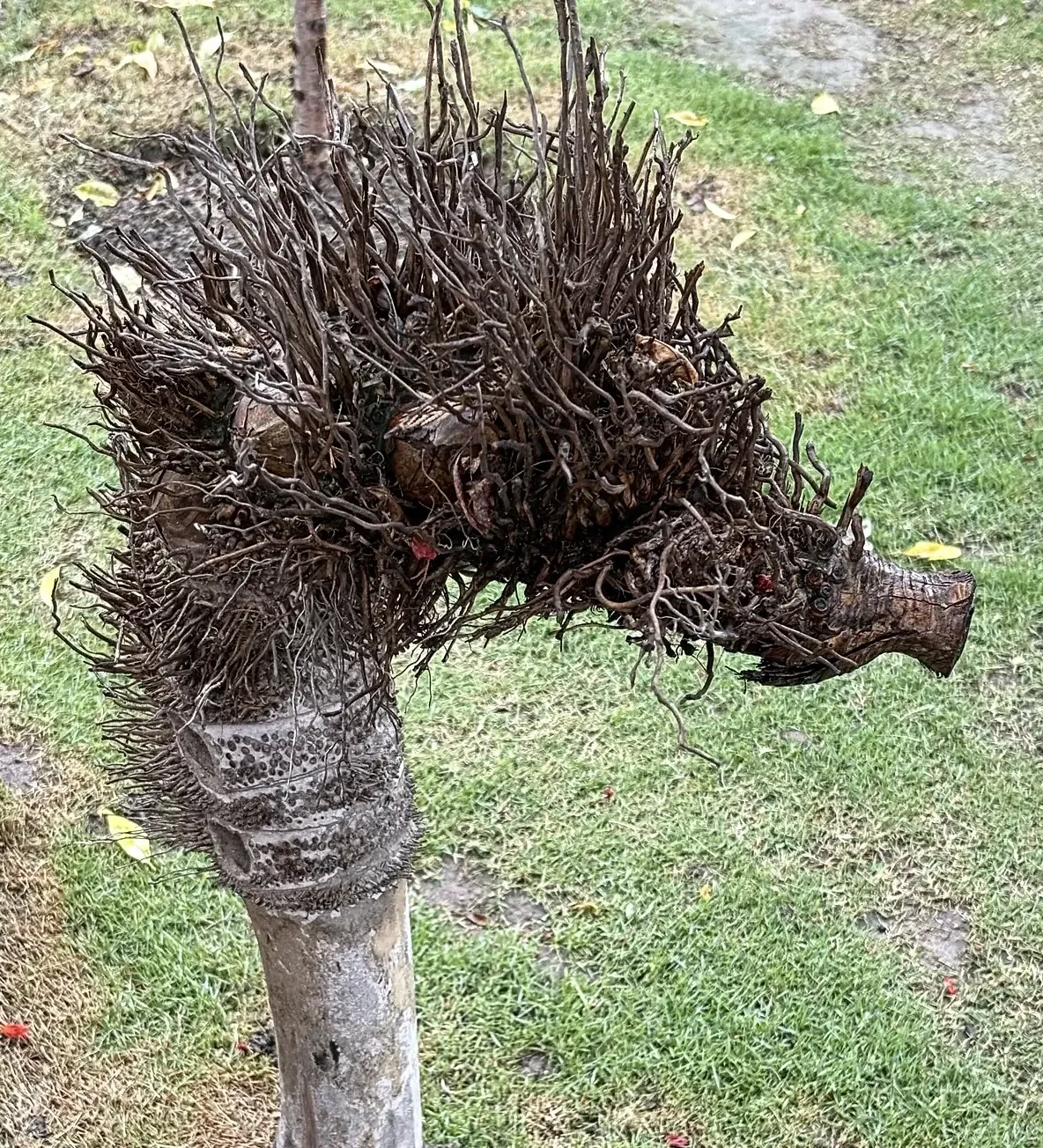 The Bamboo Horse