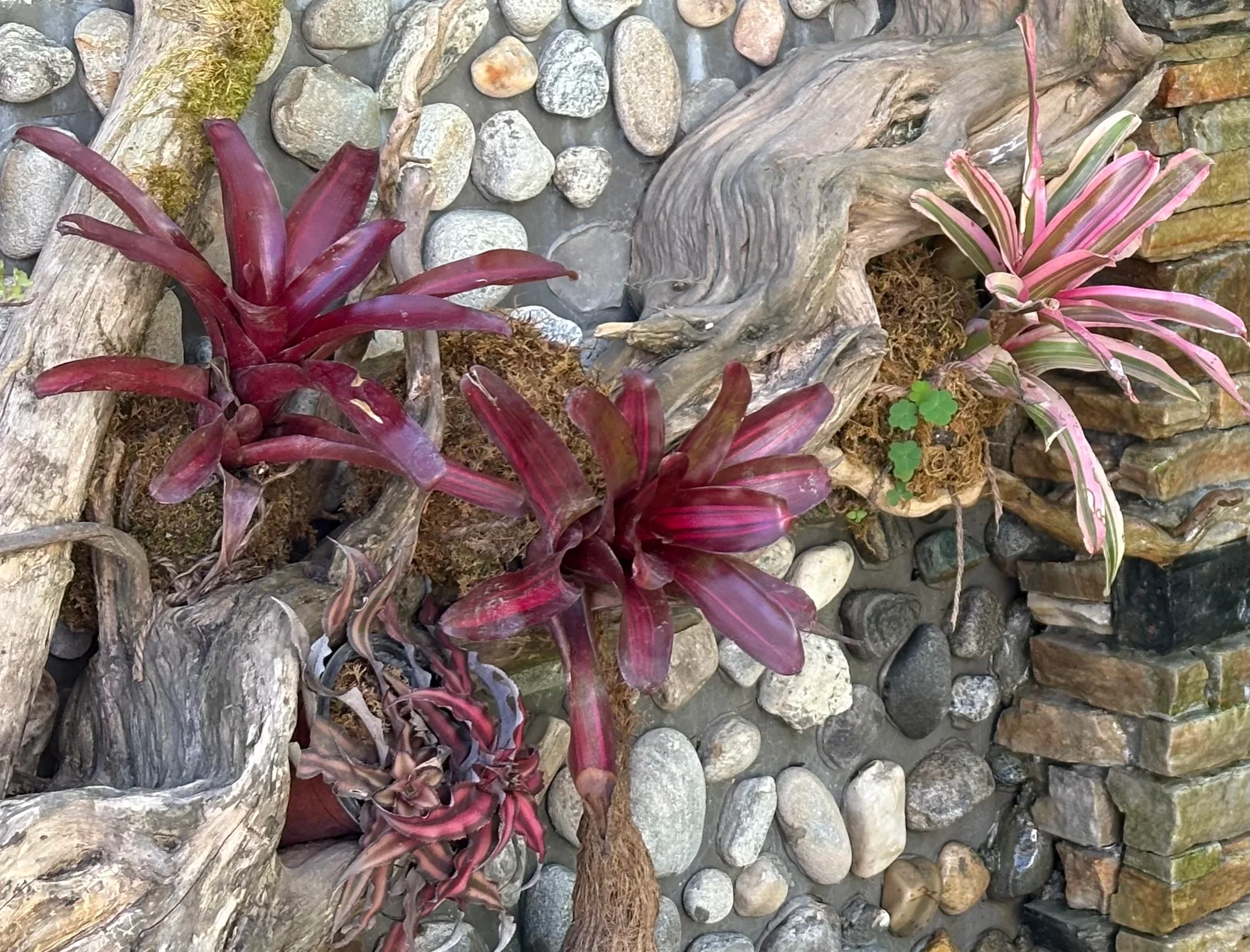 Bromeliads and Air Plants