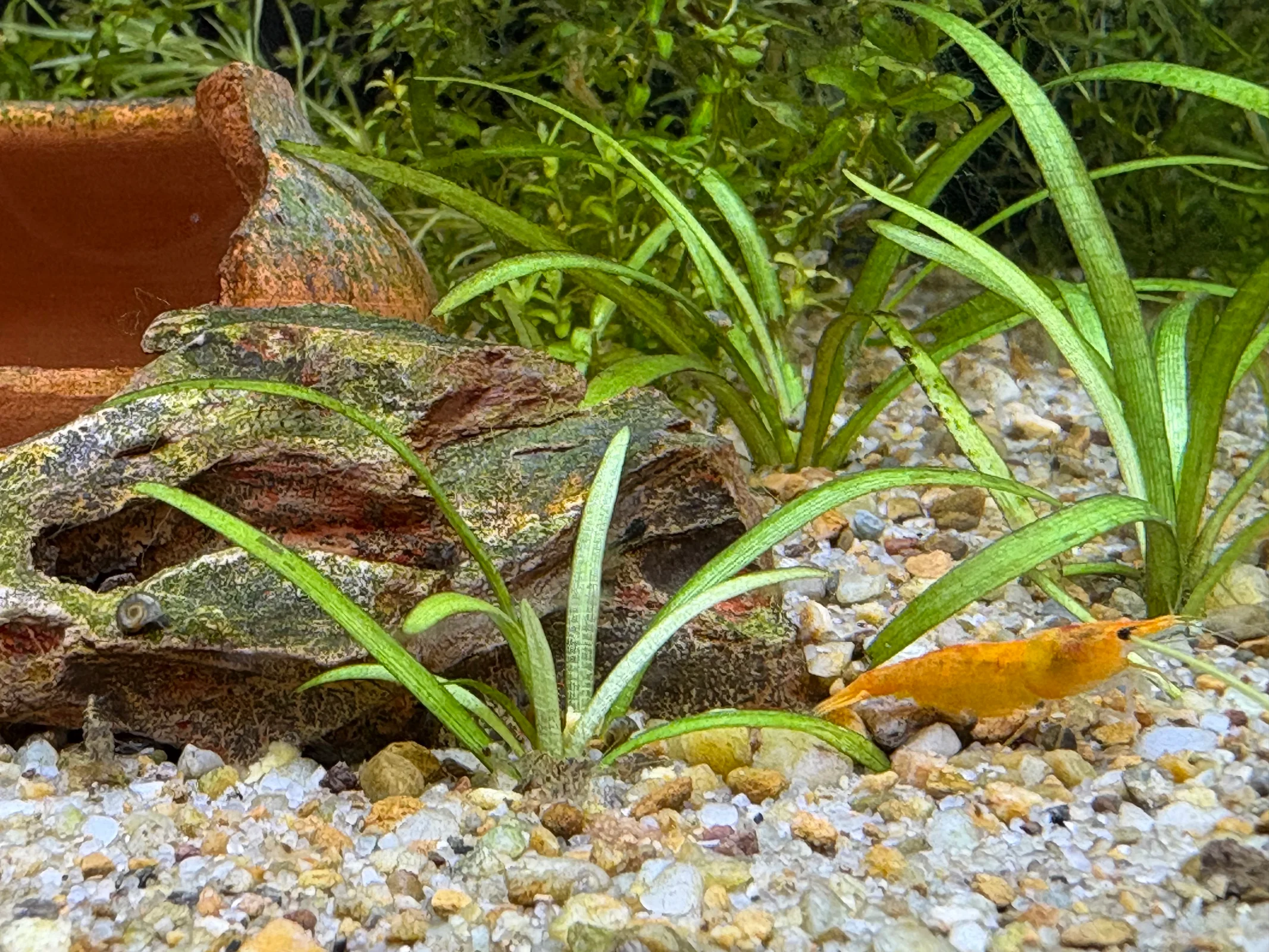 Shrimp Tank with a Sandfall
