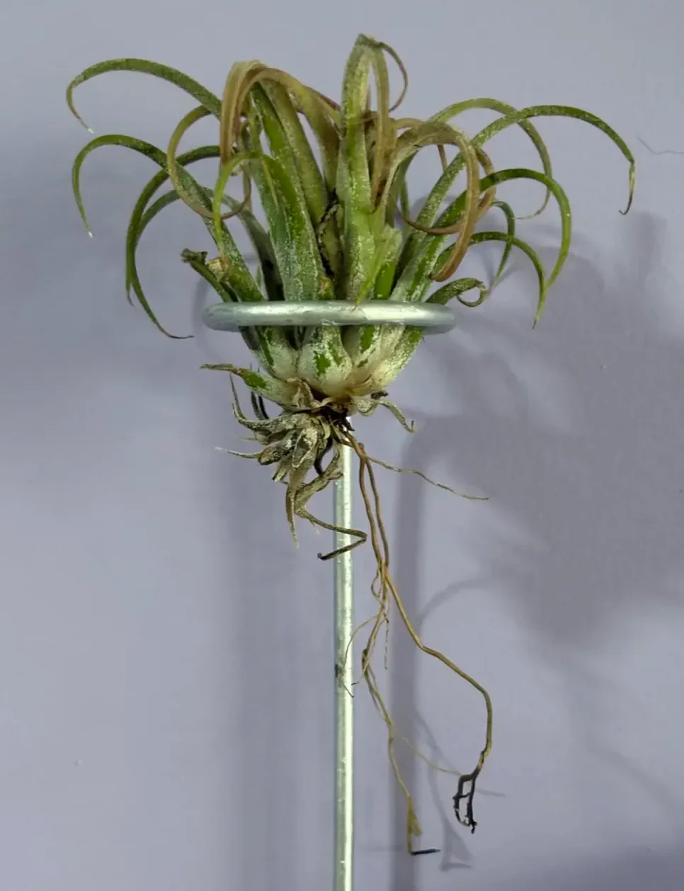 The Air Plant