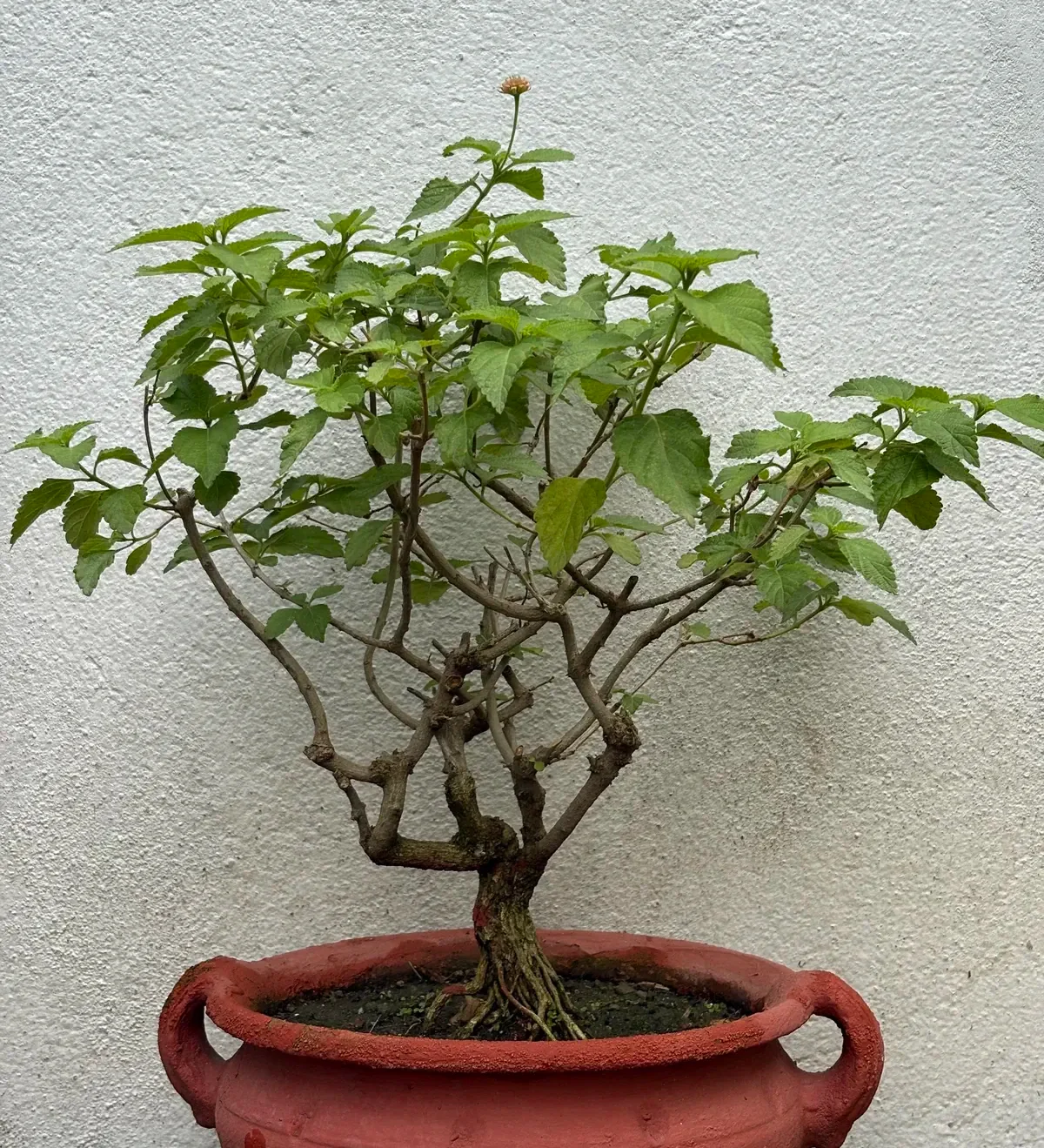 Lantana Bonsai
