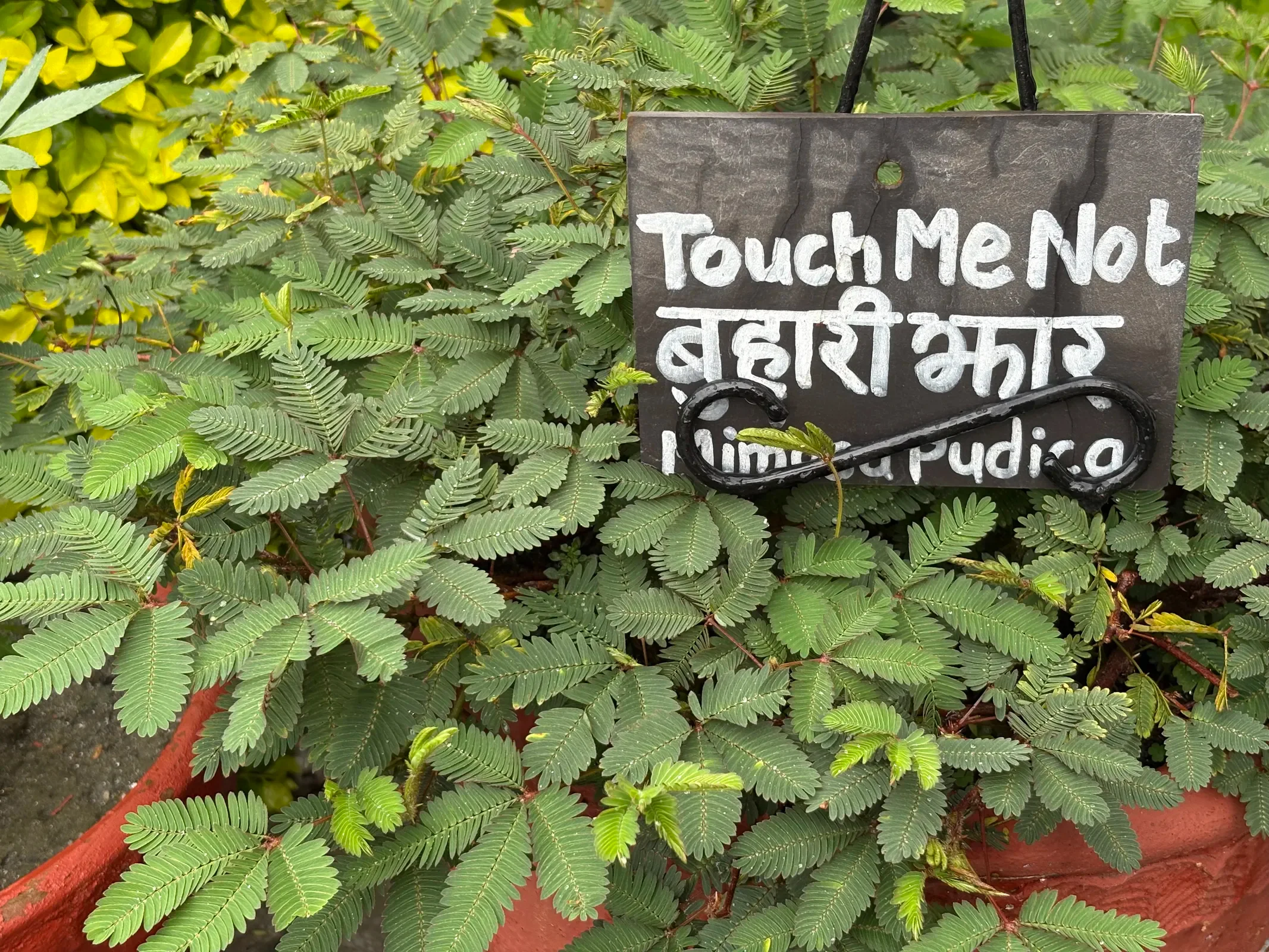 Touch-Me-Not Plant