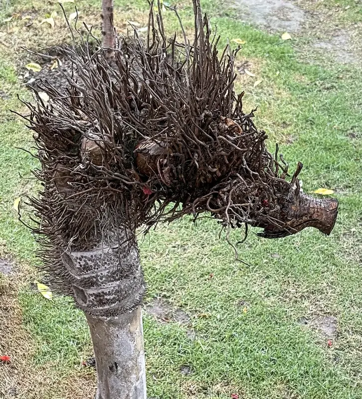 The Bamboo Horse