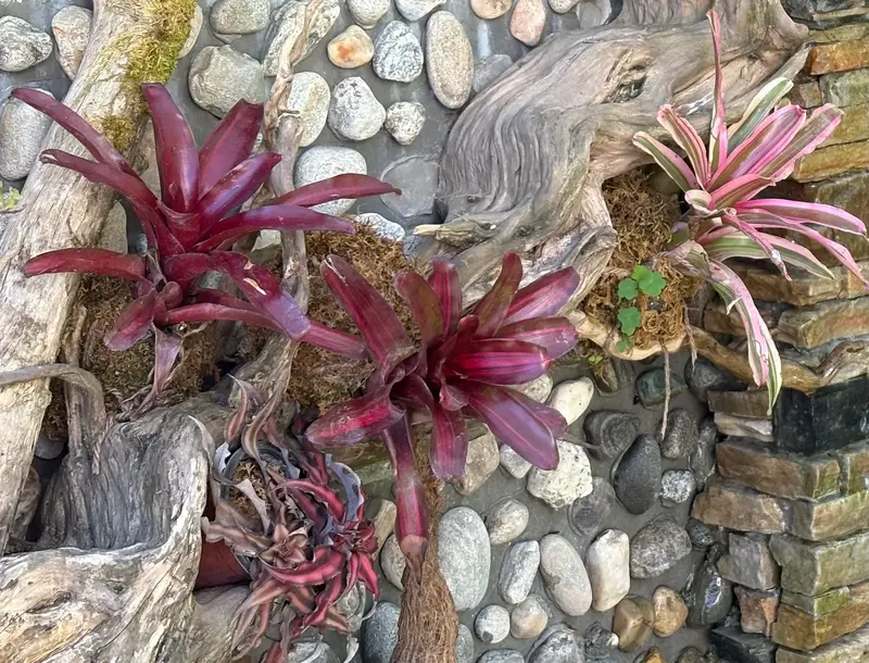 Bromeliads and Air Plants