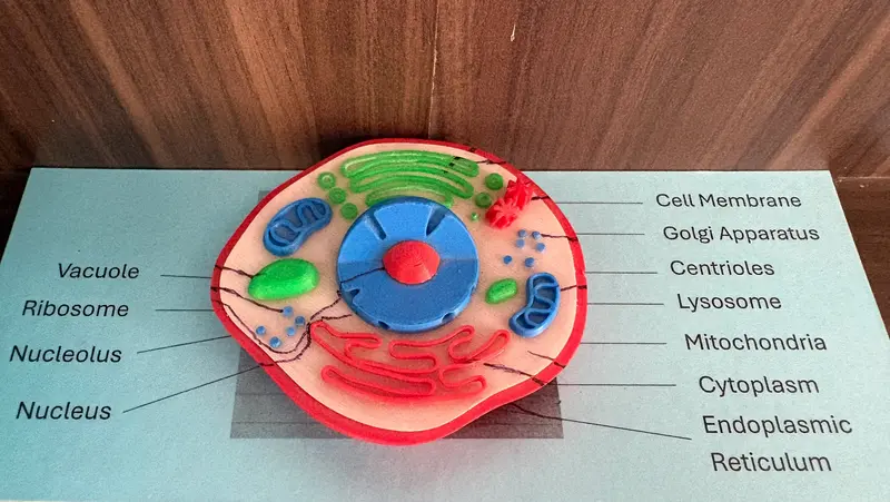 Animal Cell Model