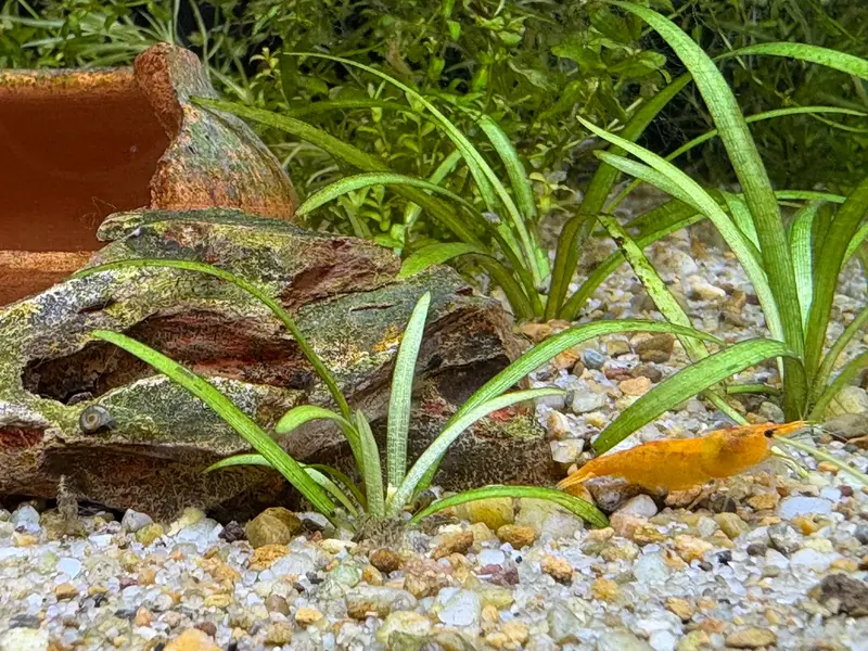 Shrimp Tank with a Sandfall